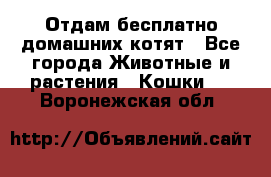 Отдам бесплатно домашних котят - Все города Животные и растения » Кошки   . Воронежская обл.